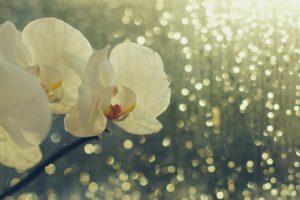 Nedeljna meteoastrološka prognoza (22. 8 – 29. 8. 2015) Horoskop