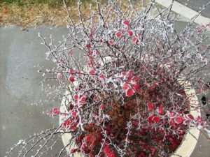 Nedeljna meteoastrološka prognoza (2. 1 – 9. 1. 2016) Horoskop