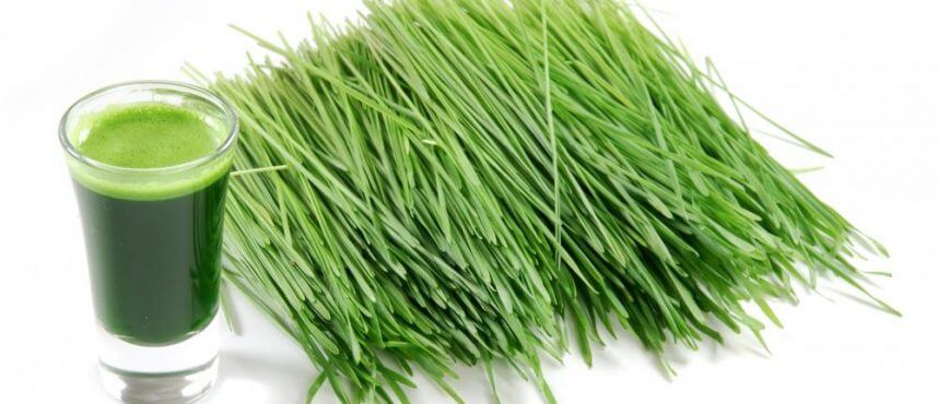 Pšenična trava